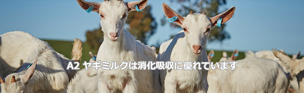 ヤギ・ゴートミルクは、牛乳に比べ利点が多くあります